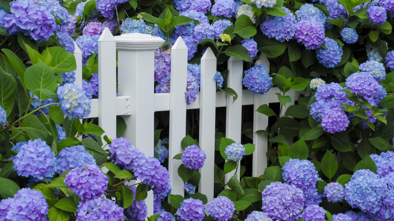 Hydrangeas nestling a fence