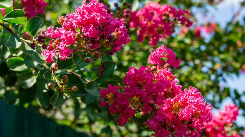 Deep pink crape myrtle