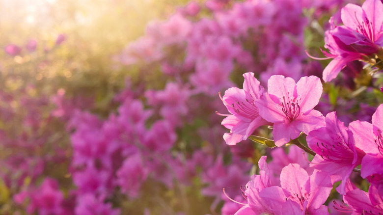 Pink azalea blooms