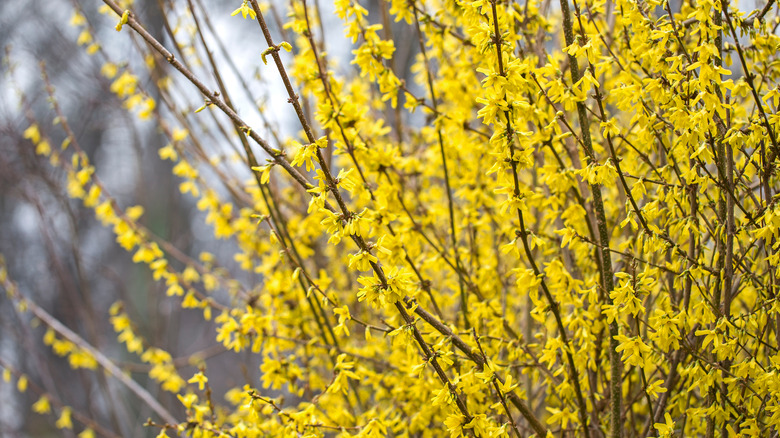 Forsythia blooms