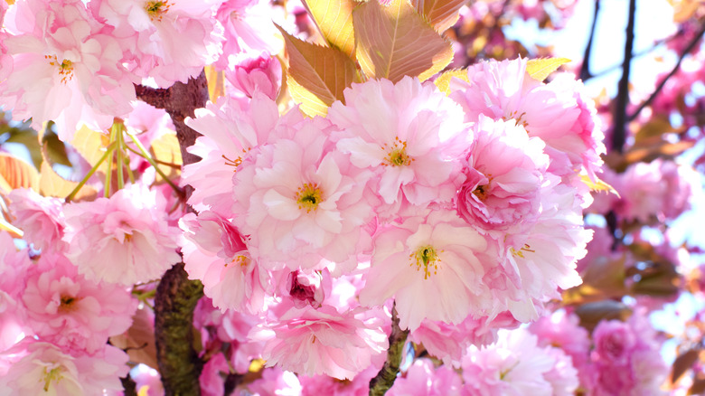 Kanzan cherry blossom tree