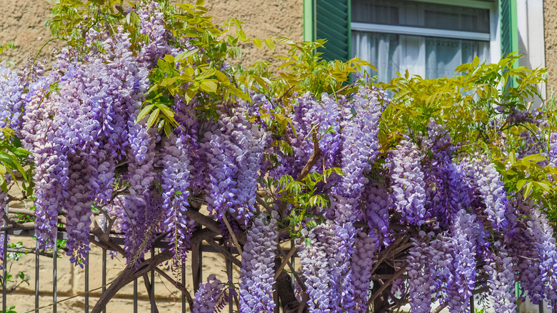 Lilac over the fence