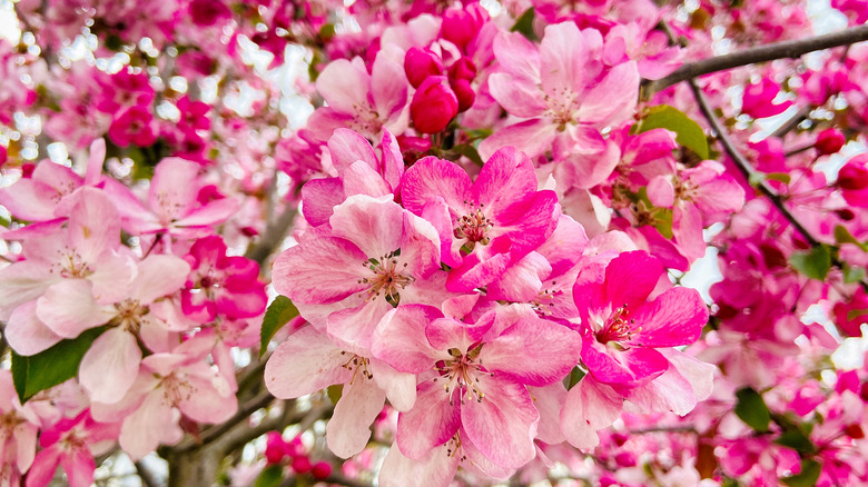 Prairifire crabapple in bloom