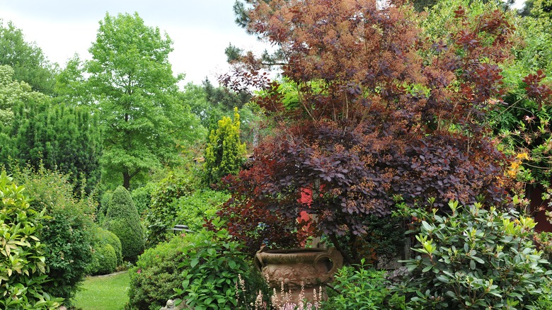 Royal purple smoke tree