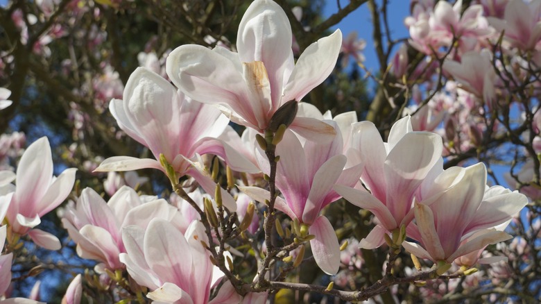 Saucer magnolia tree