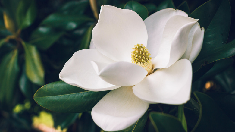 Southern magnolia bloom