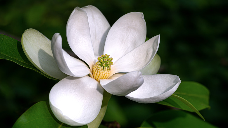 Sweetbay magnolia in bloom