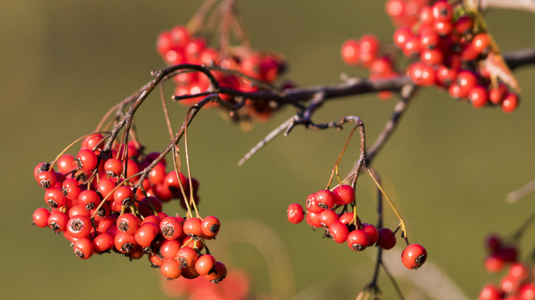 Washington hawthorn red berries