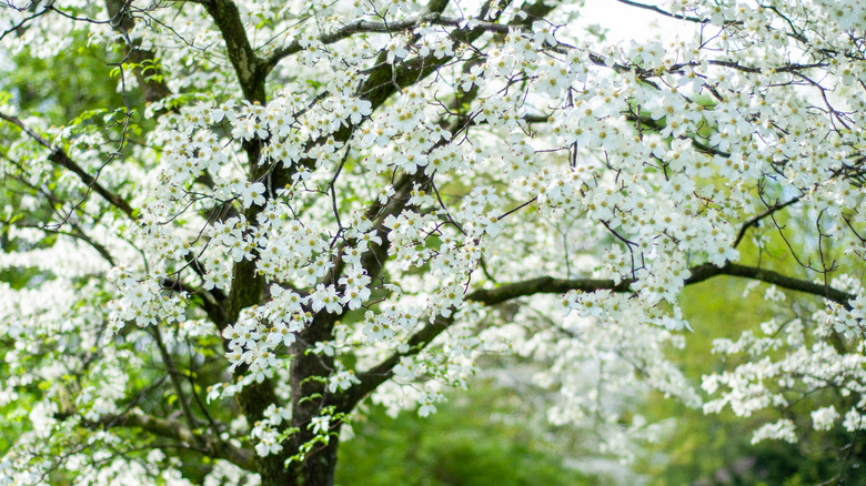 White dogwood tree