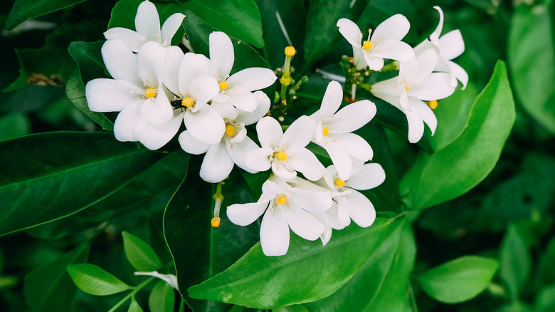 White jasmine flowers