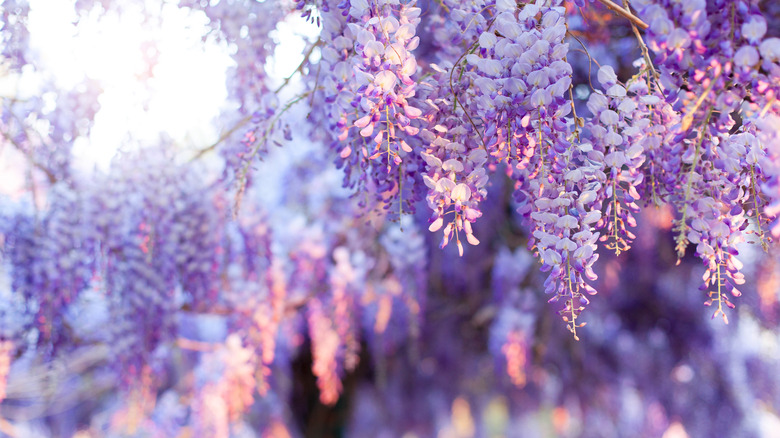 Purple wisteria