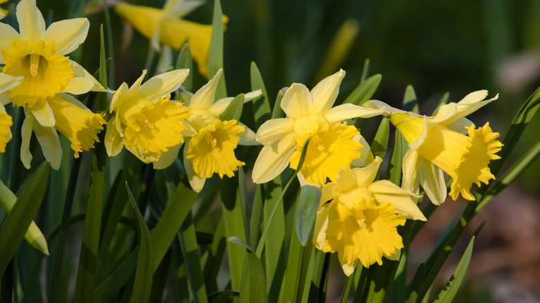 Narcissus pseudonarcissus in bloom