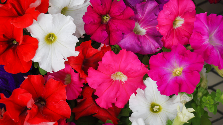 red, white, purple and pink petunias