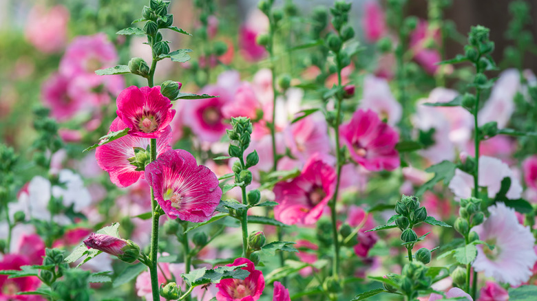 pink and white hollyhocks 