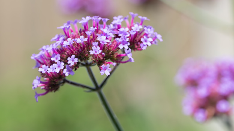 purple verbana blooms