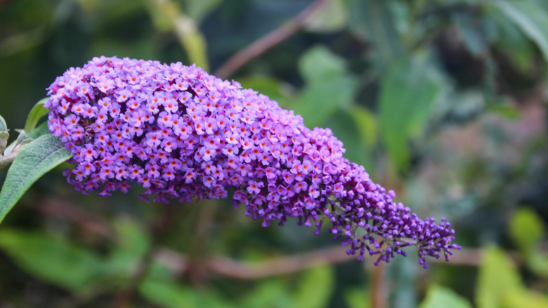 Buddleia davidii or butterfly bush