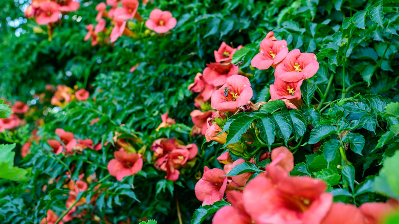 trumpet creeper vine