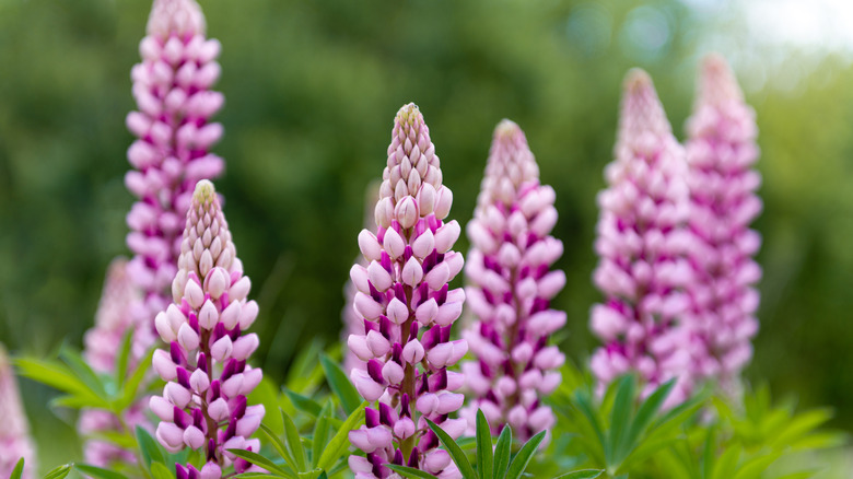pink lupine flowers