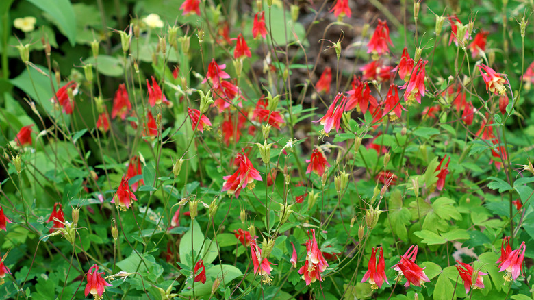 red columbine flower