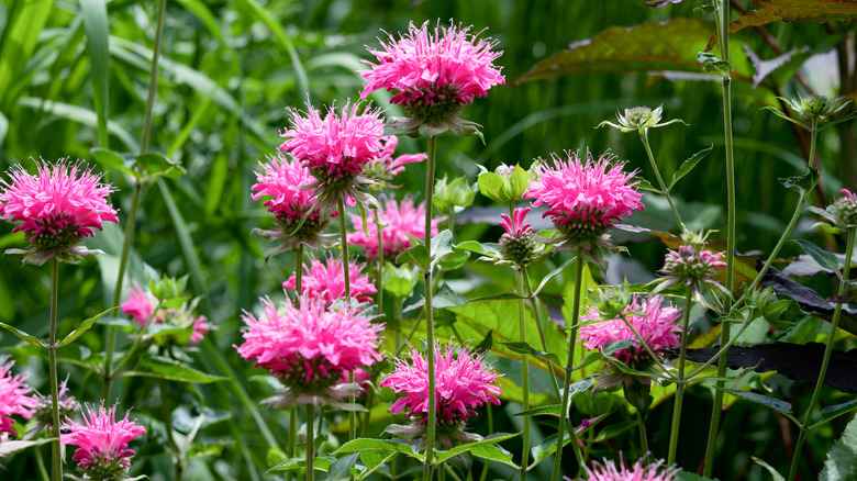 Bee Balm Plant