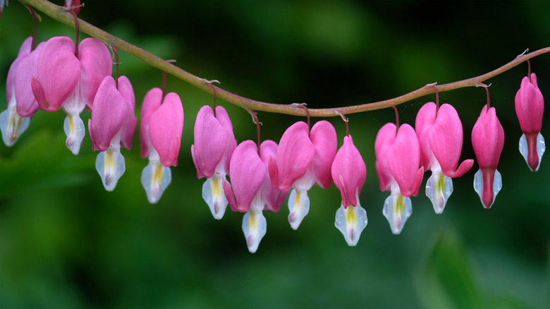 Bleeding Heart flowers on a stem