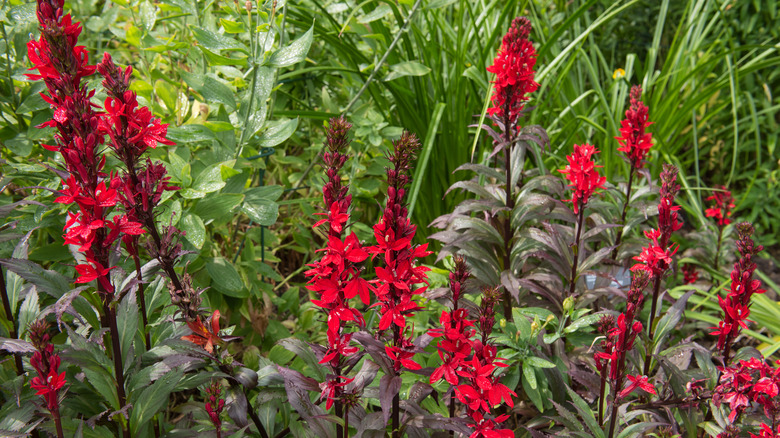 field of cardinal flowers