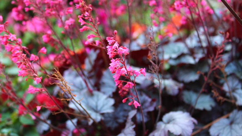Blossoming coral bells