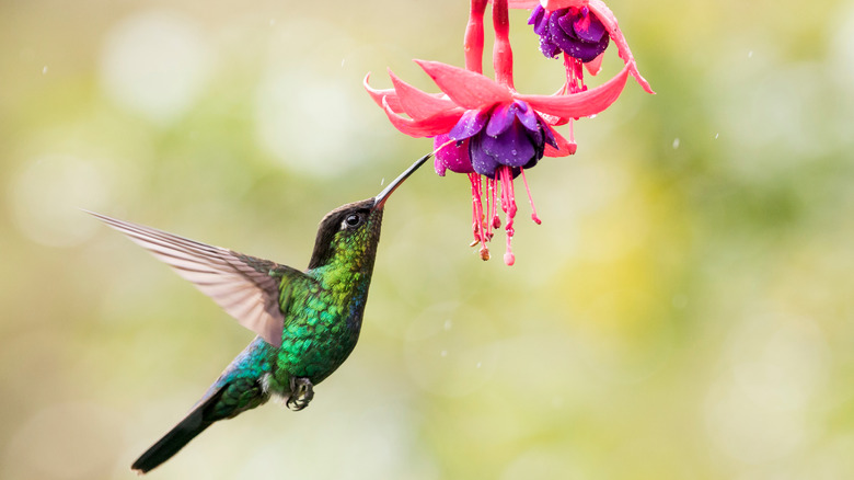 Hummingbird sipping nectar from fuchsia