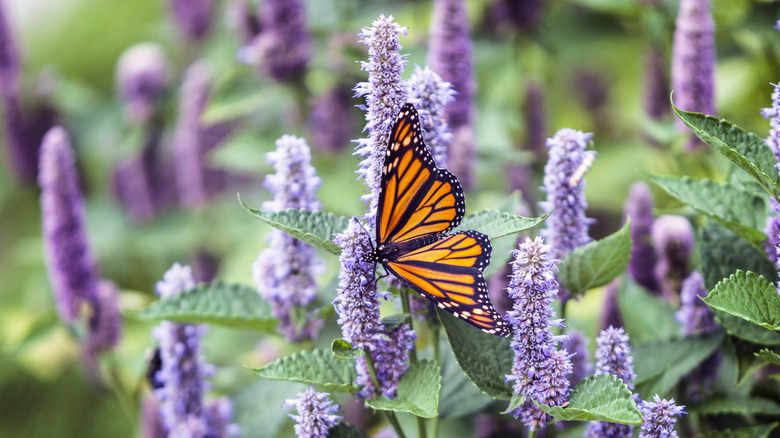 Monarch butterfly on hyssop