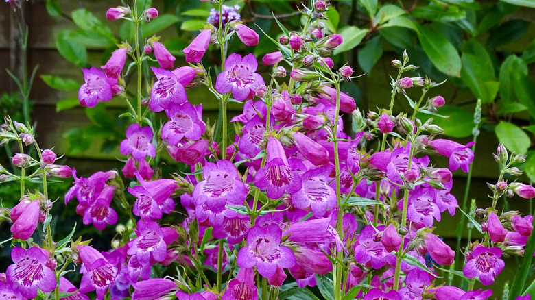 Tall fuchsia penstemon flowers