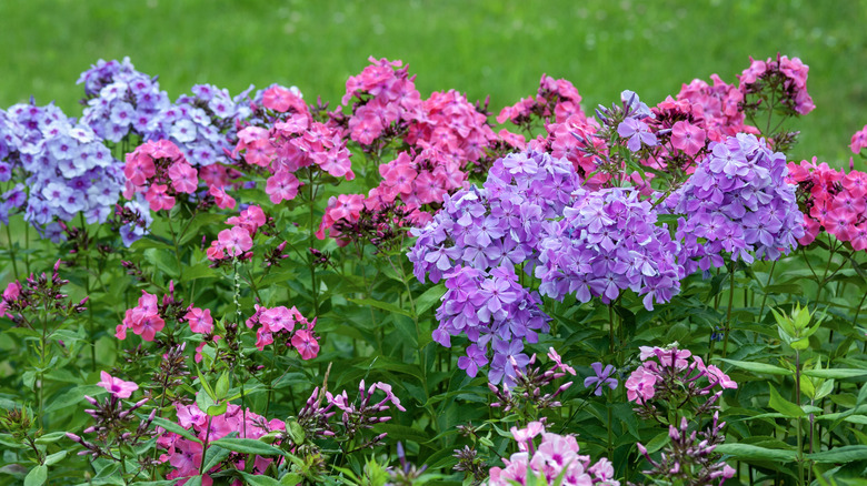 Colorful blooming phlox flowers