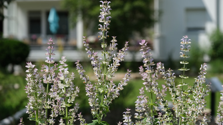 Salvia blooms