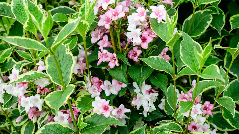 Bright pink Weigela florida flowers