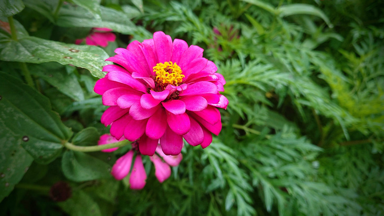 blooming zinnia