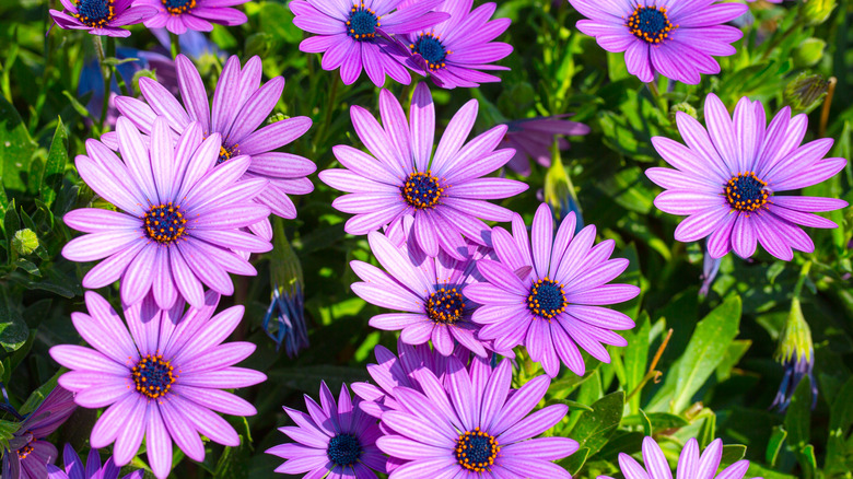 15 Flowers That Will Bloom In Your Garden In Late Fall