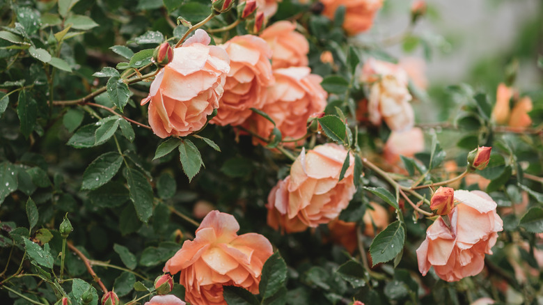 peach colored rose bush