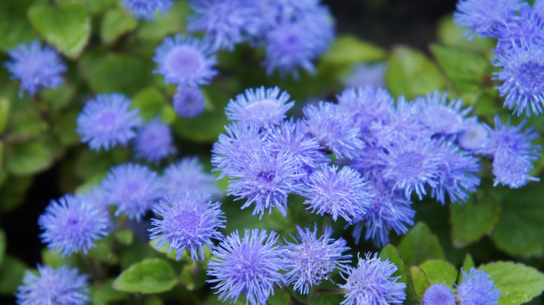 Blue Ageratum