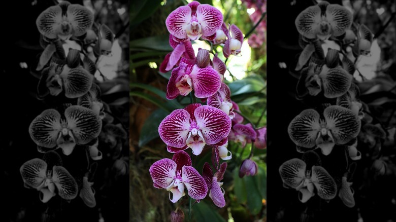 orchids 