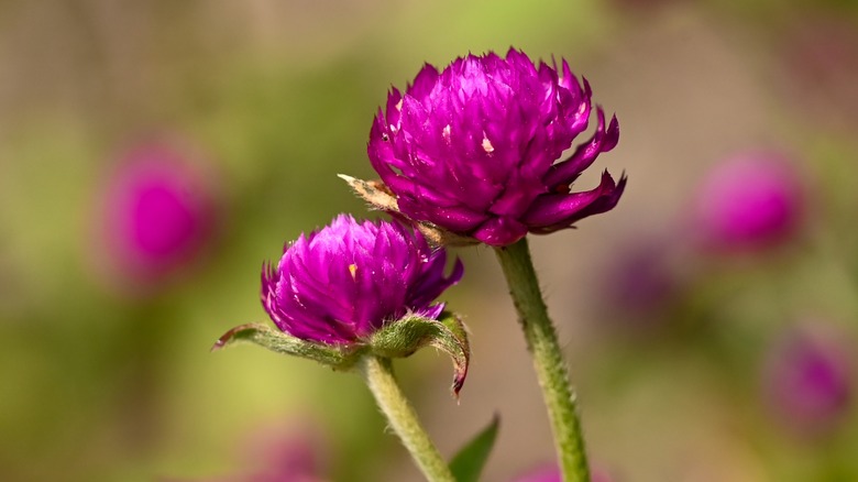 pink gomphrena