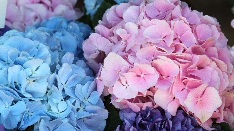 hydrangeas