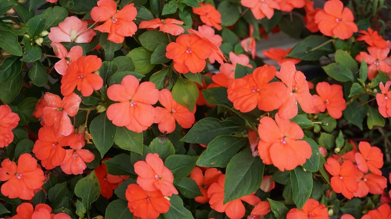 pink colored impatiens