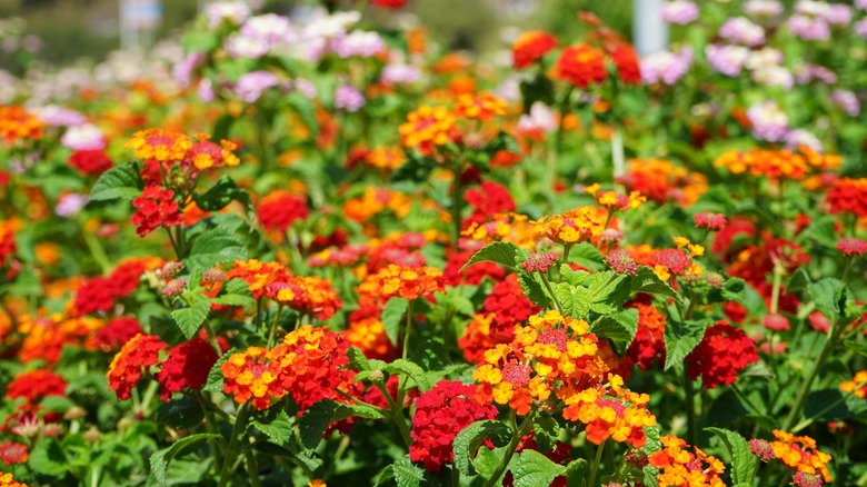 lantana