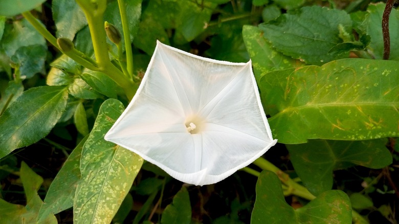 moonflower 