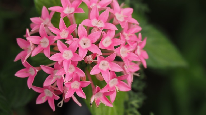 pink pentas