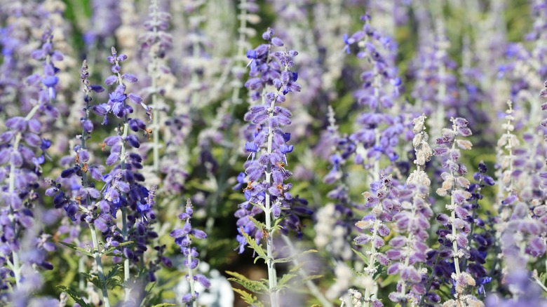 purple russian sage