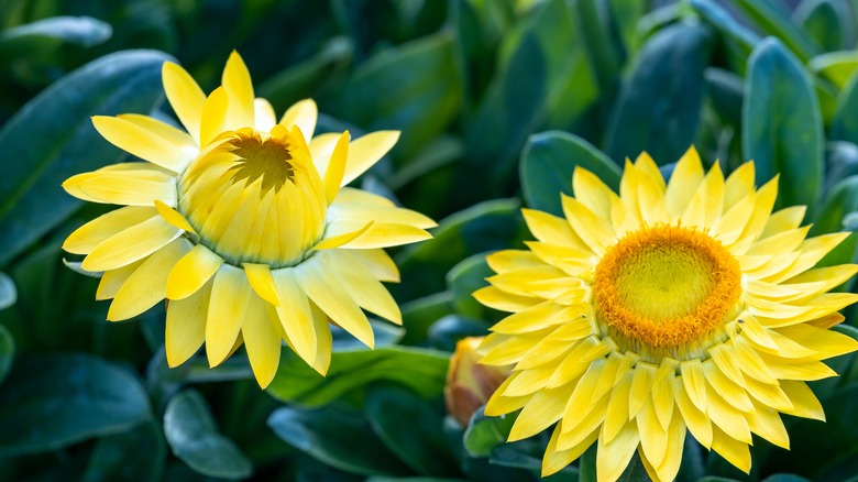 yellow blooming Strawflower