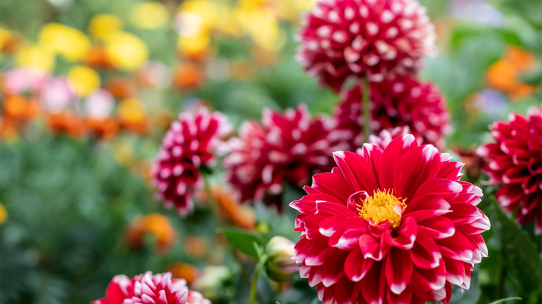 Red dahlias