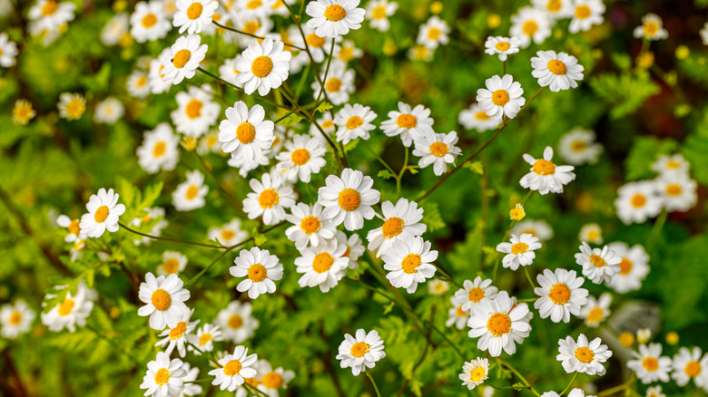 Feverfew