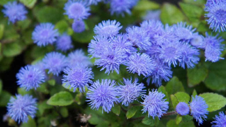 floss flowers