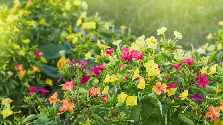 Four o'clock plant